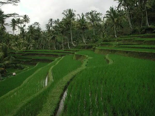 Bali (Canggu & Ubud), Indonesia